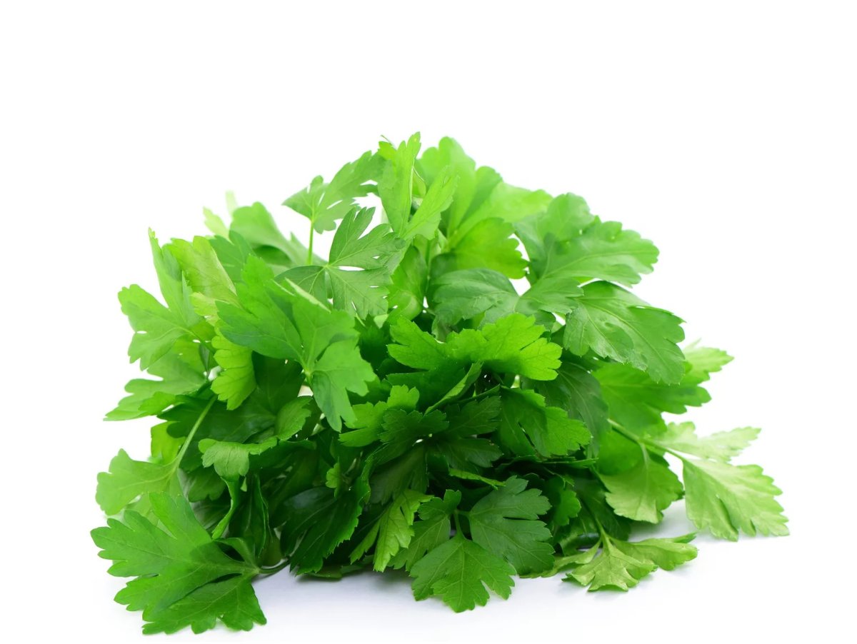 Пучок петрушки на белом фоне