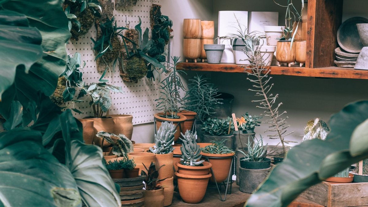 Эстетичные комнатные растения