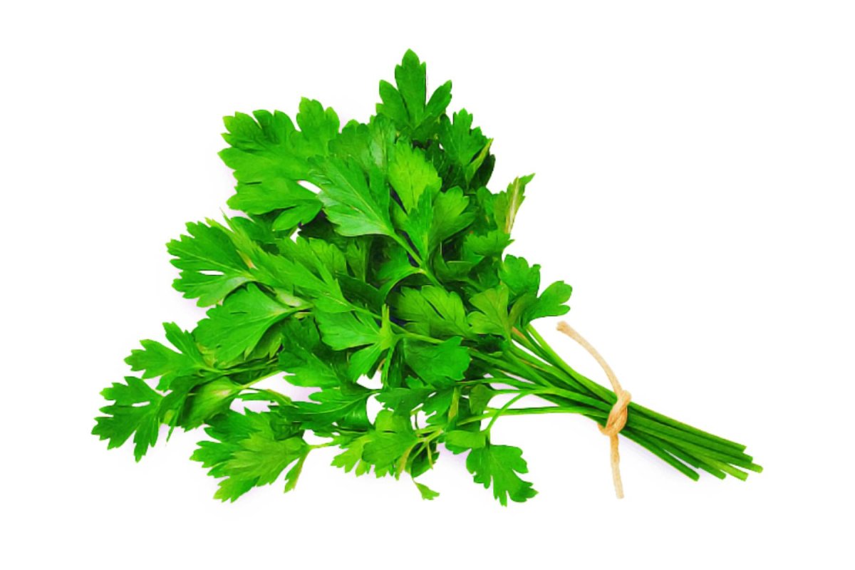 Ветка кинзы