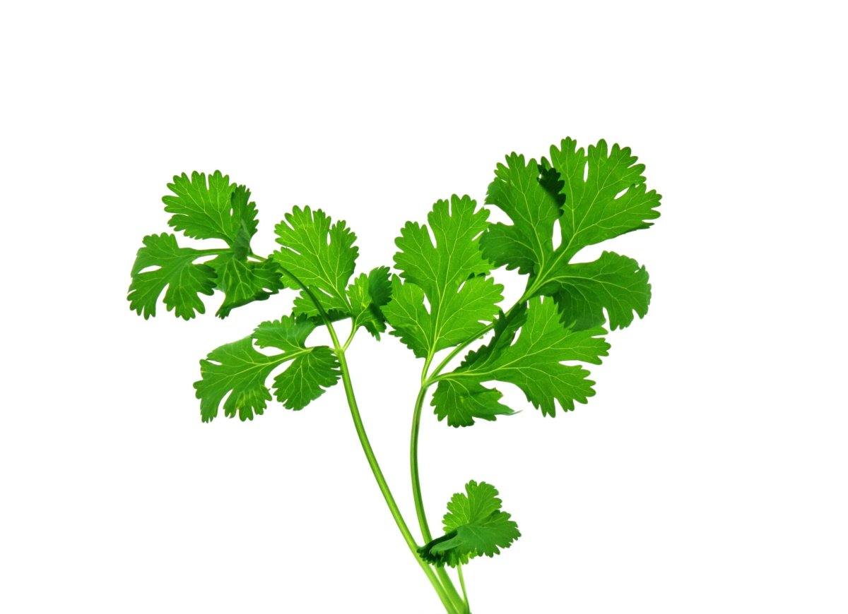 Петрушка parsley