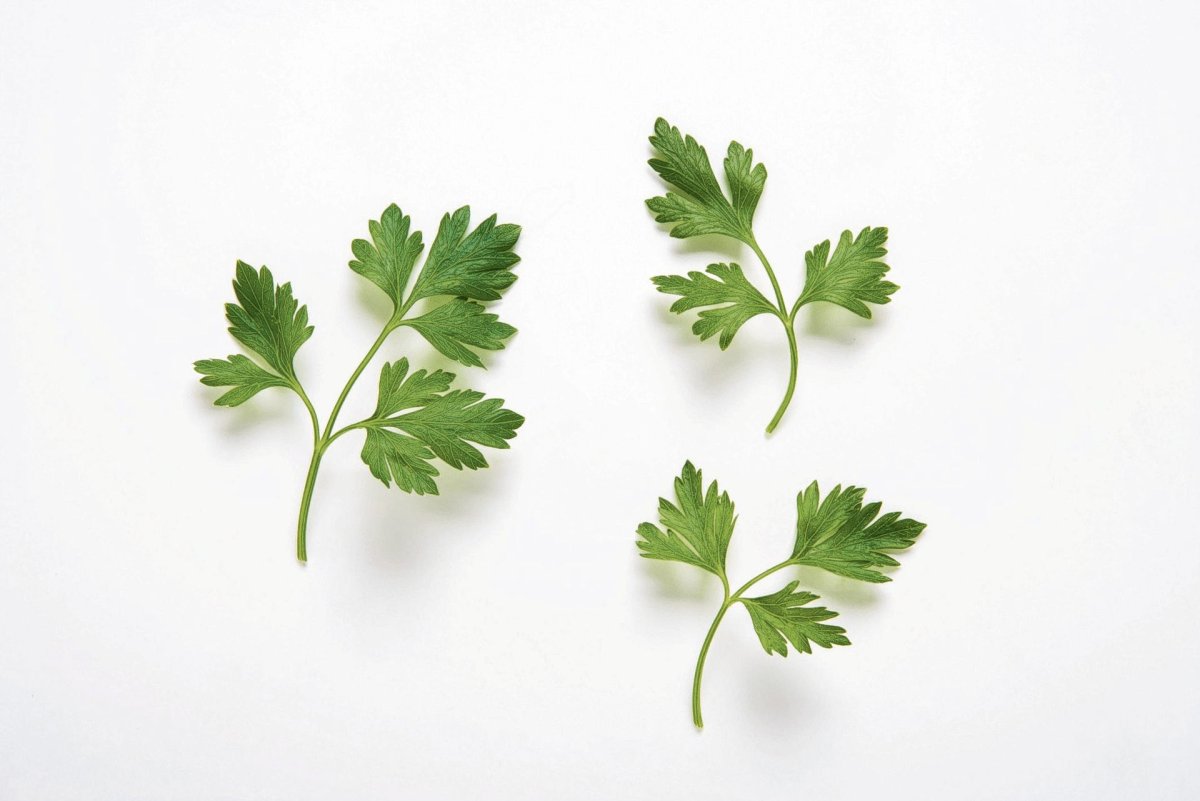 Петрушка без фона