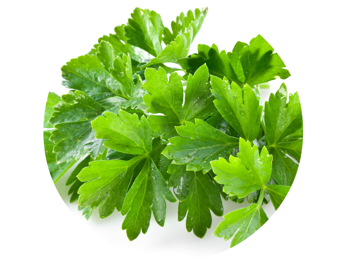 Листья растения кинза