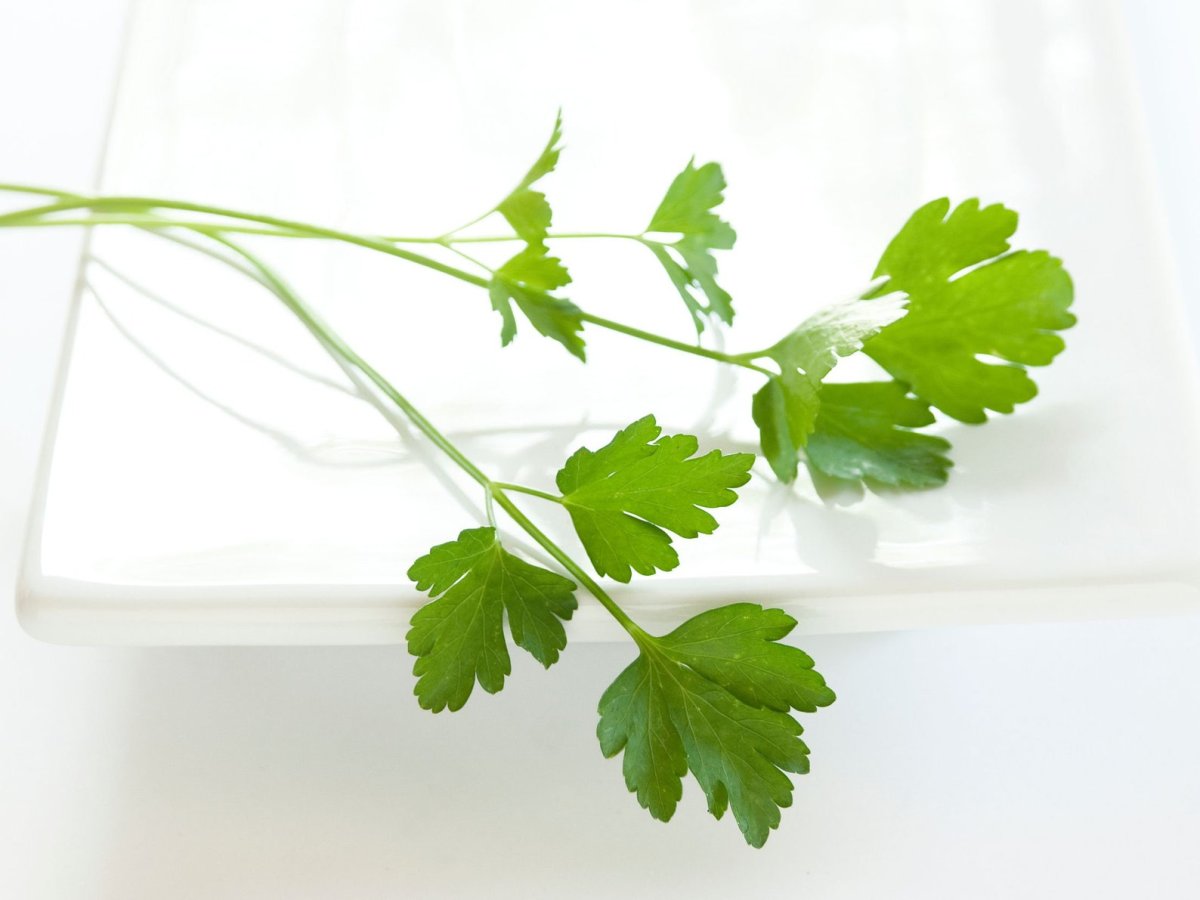 Кинза и укроп