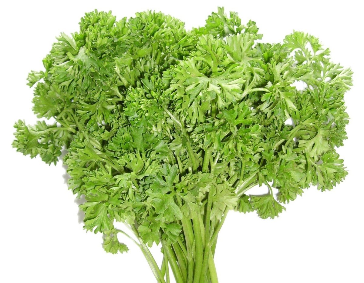 Листок петрушки