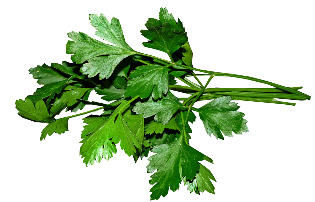 Петрушка parsley