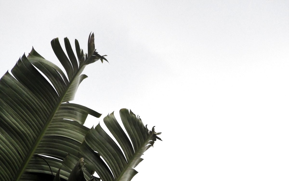 Пальма Минимализм