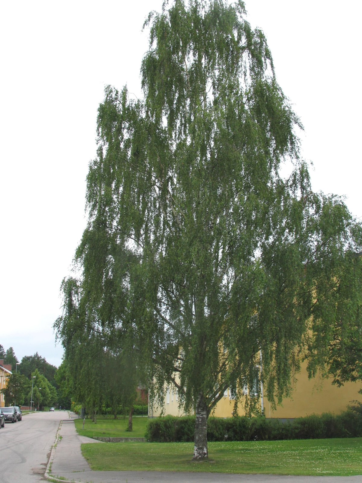 Берёза повислая крупномер