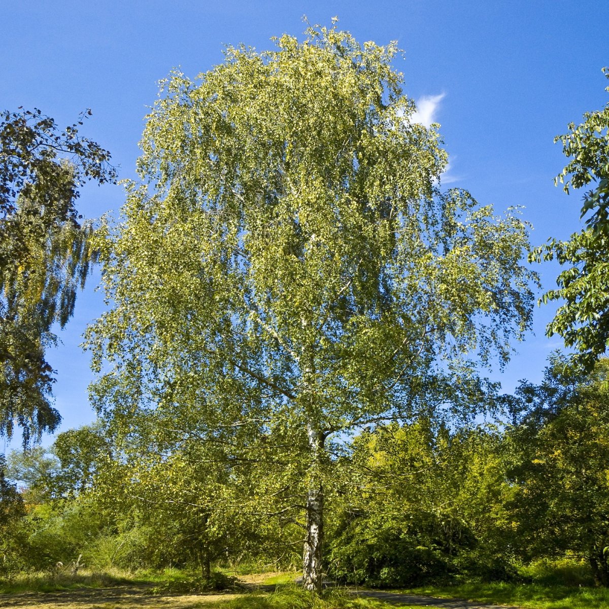 Береза повислая Betula pendula