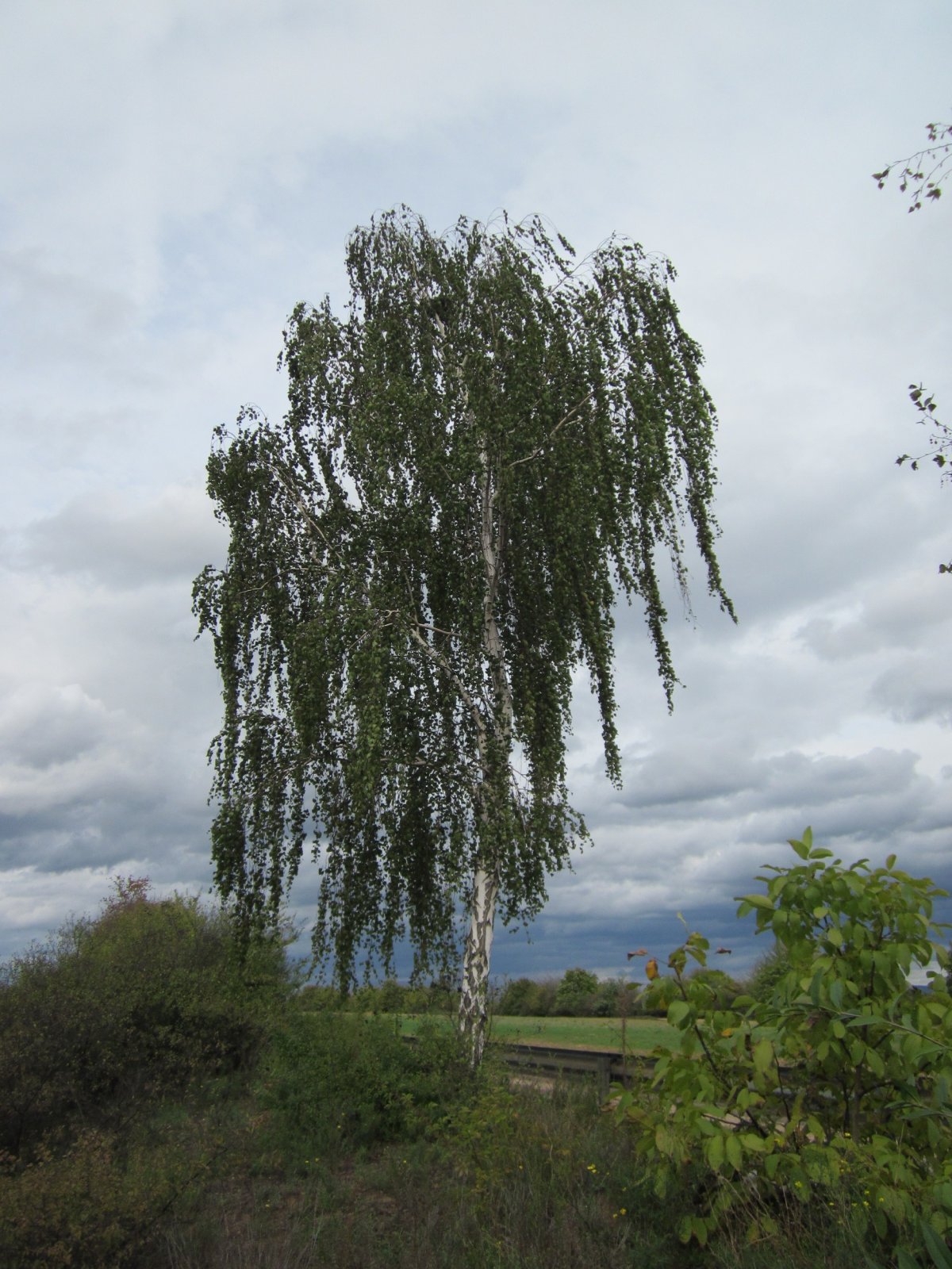 Береза повислая Бетула Пендула