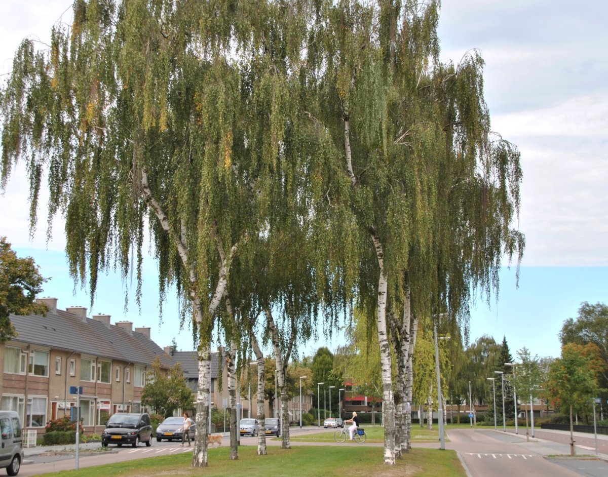 Береза повислая (бородавчатая)