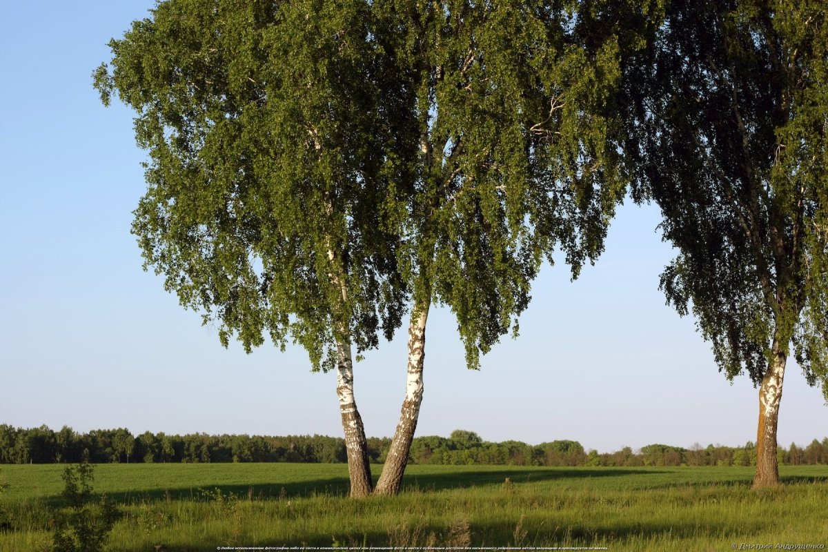 Береза повислая (Betula pendula Roth.)