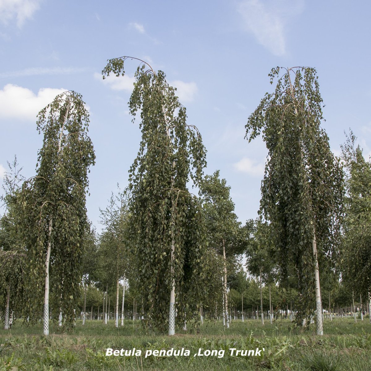 Береза бородавчатая повислая плакучая