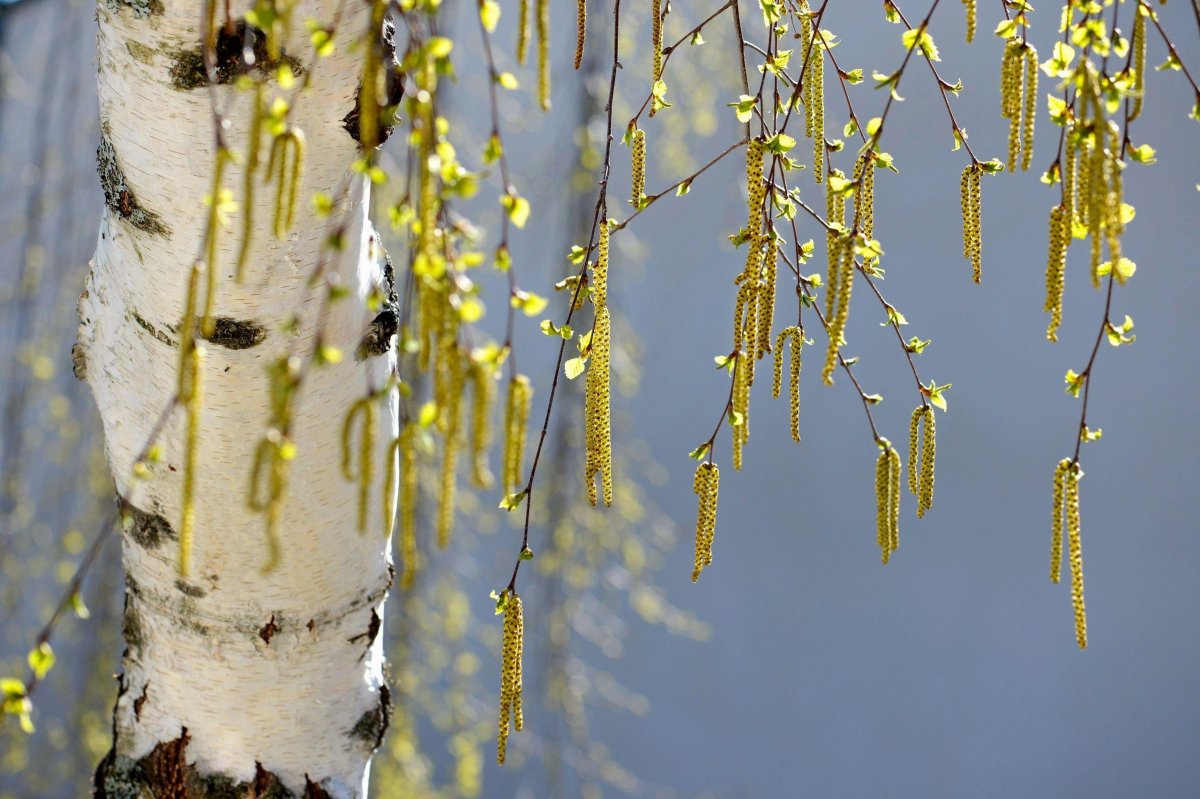 Березовая роща береза повислая
