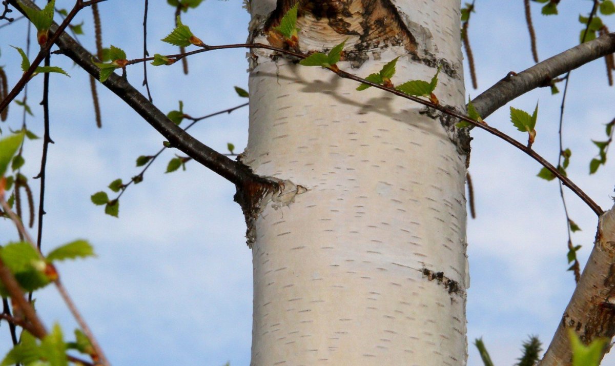 Береза на белом фоне