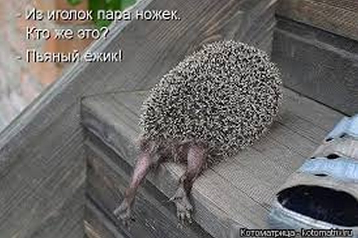 Животные бегут