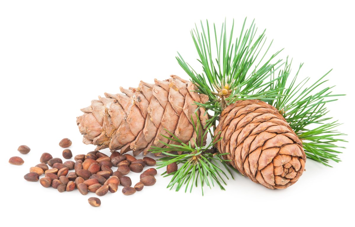 Вирджинский кедр на белом фоне