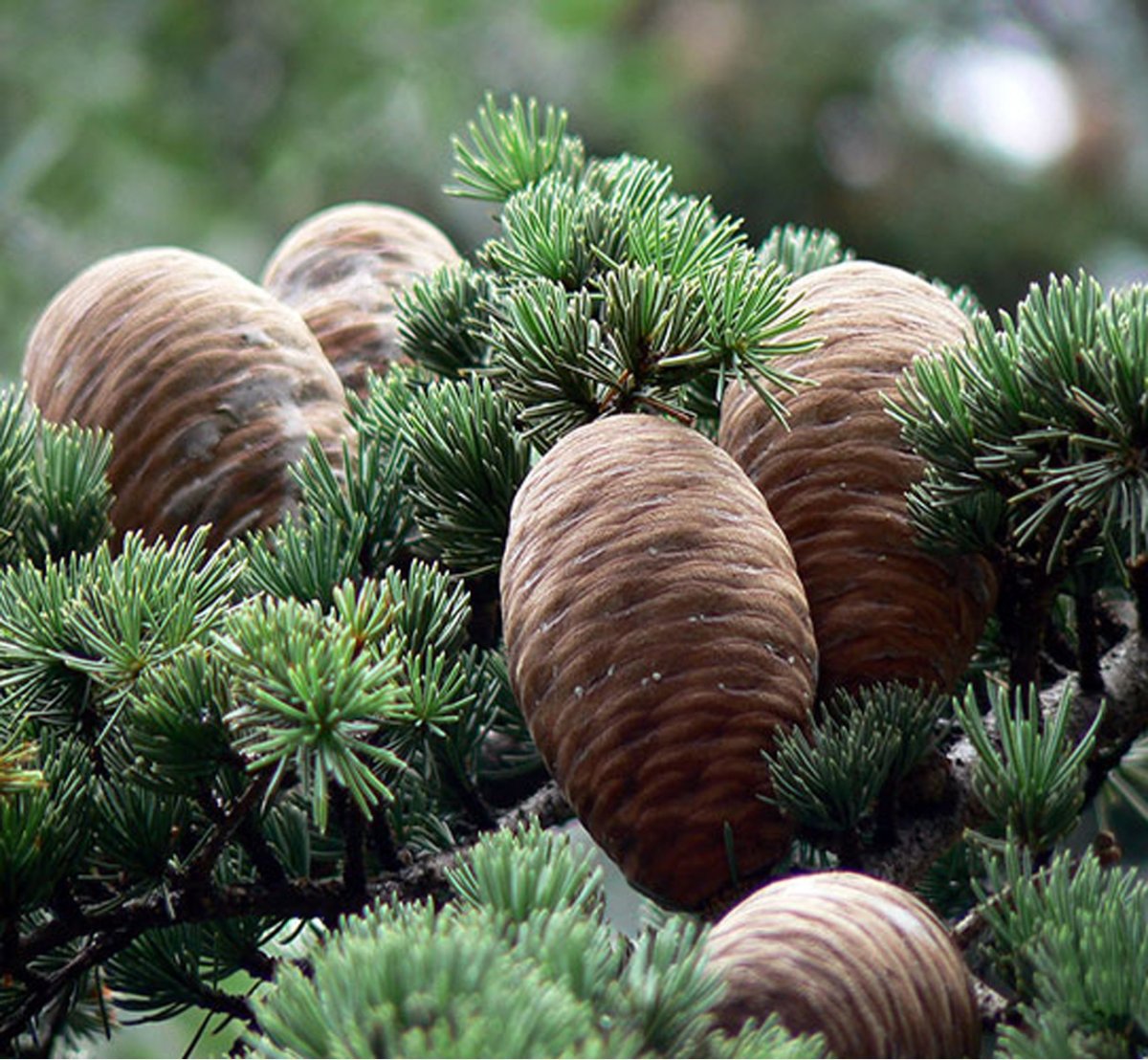 Кедр Гималайский