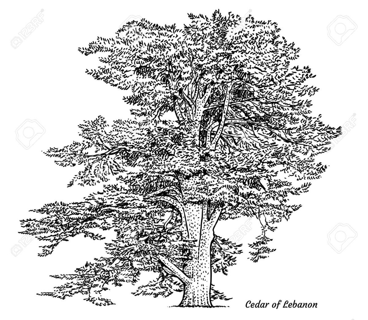 Дерево кедр рисунок карандашом