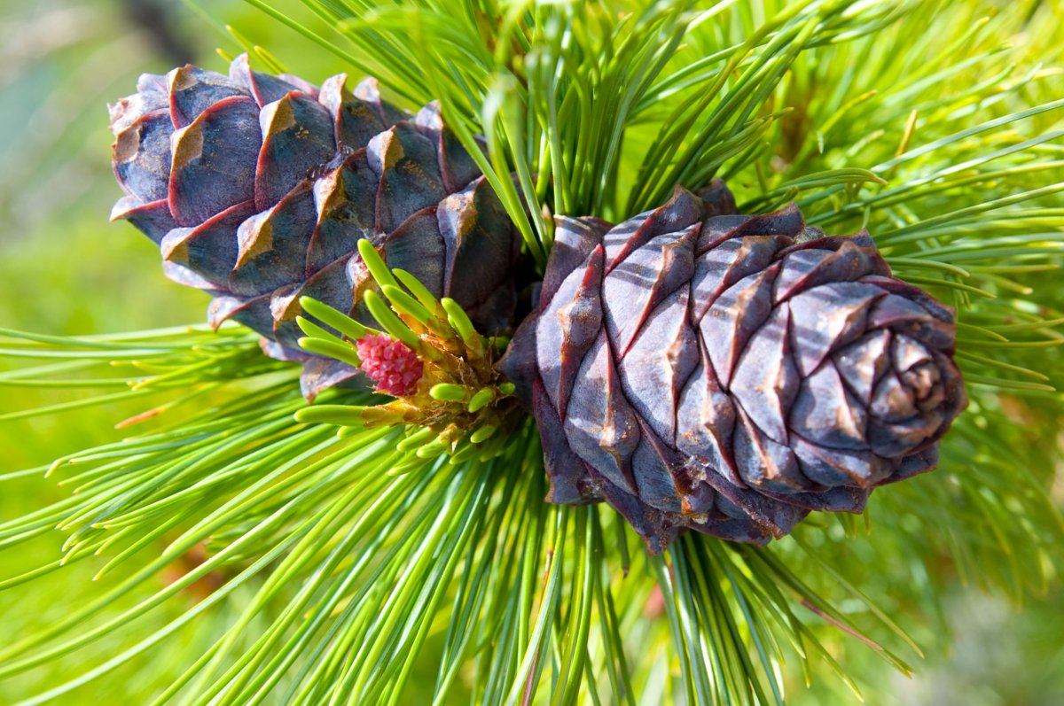 Кедр Сибирский ветка