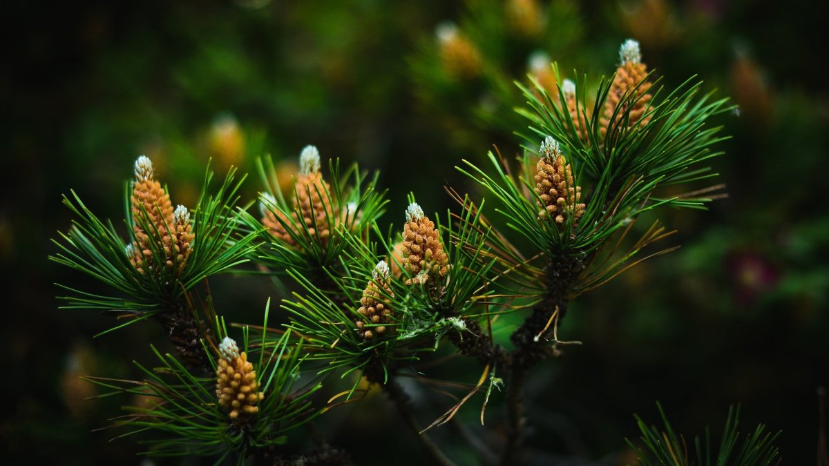 Сосна Пиния Pinus pinea