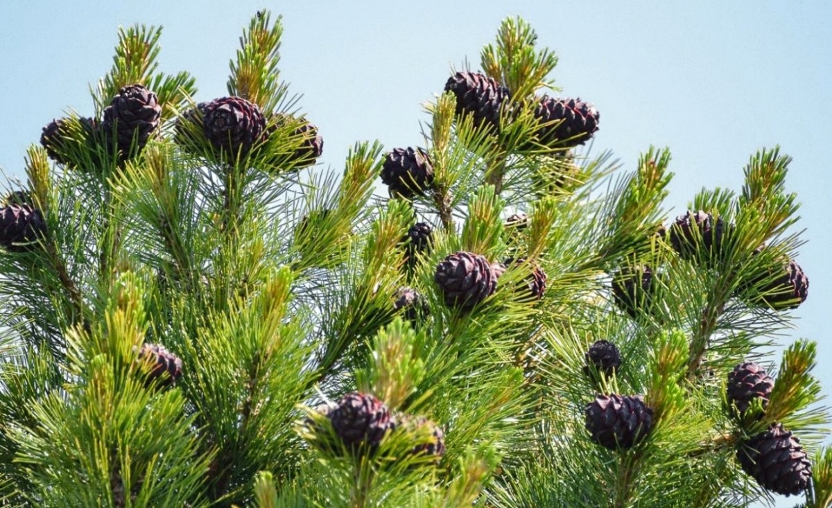Сибирский кедр (Pinus sibirica du Tour)
