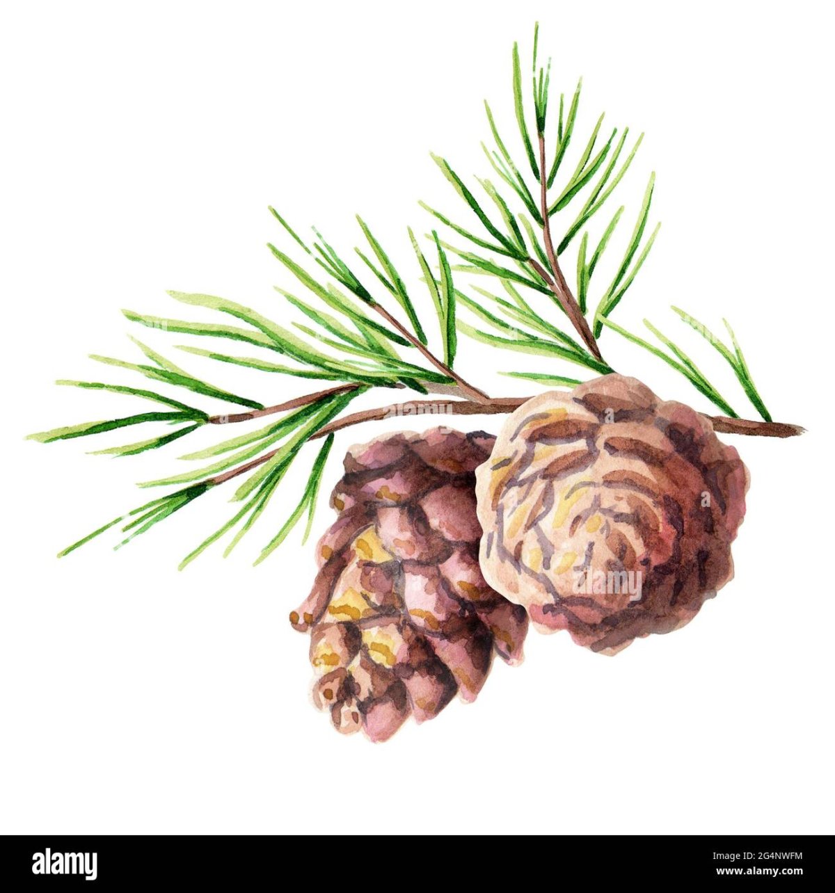 Кедр акварель