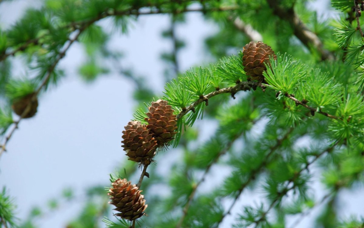 Лиственница и Кедровая сосна