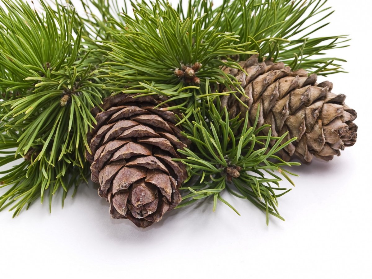 Елка сосна кедр шишки