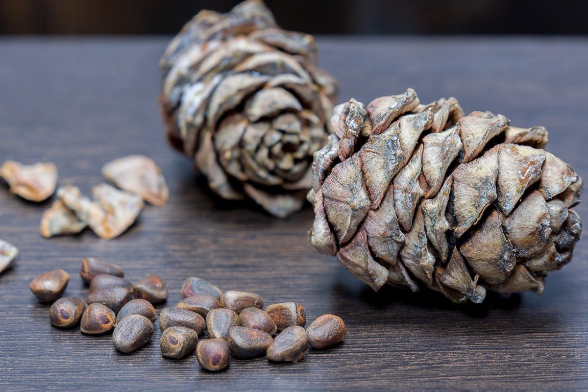 Кедр Сибирский орехи