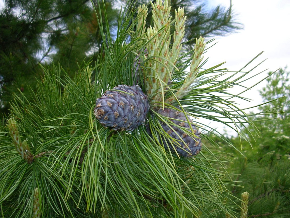 Сосна́ Сиби́рская Кедро́вая (Pínus sibírica)