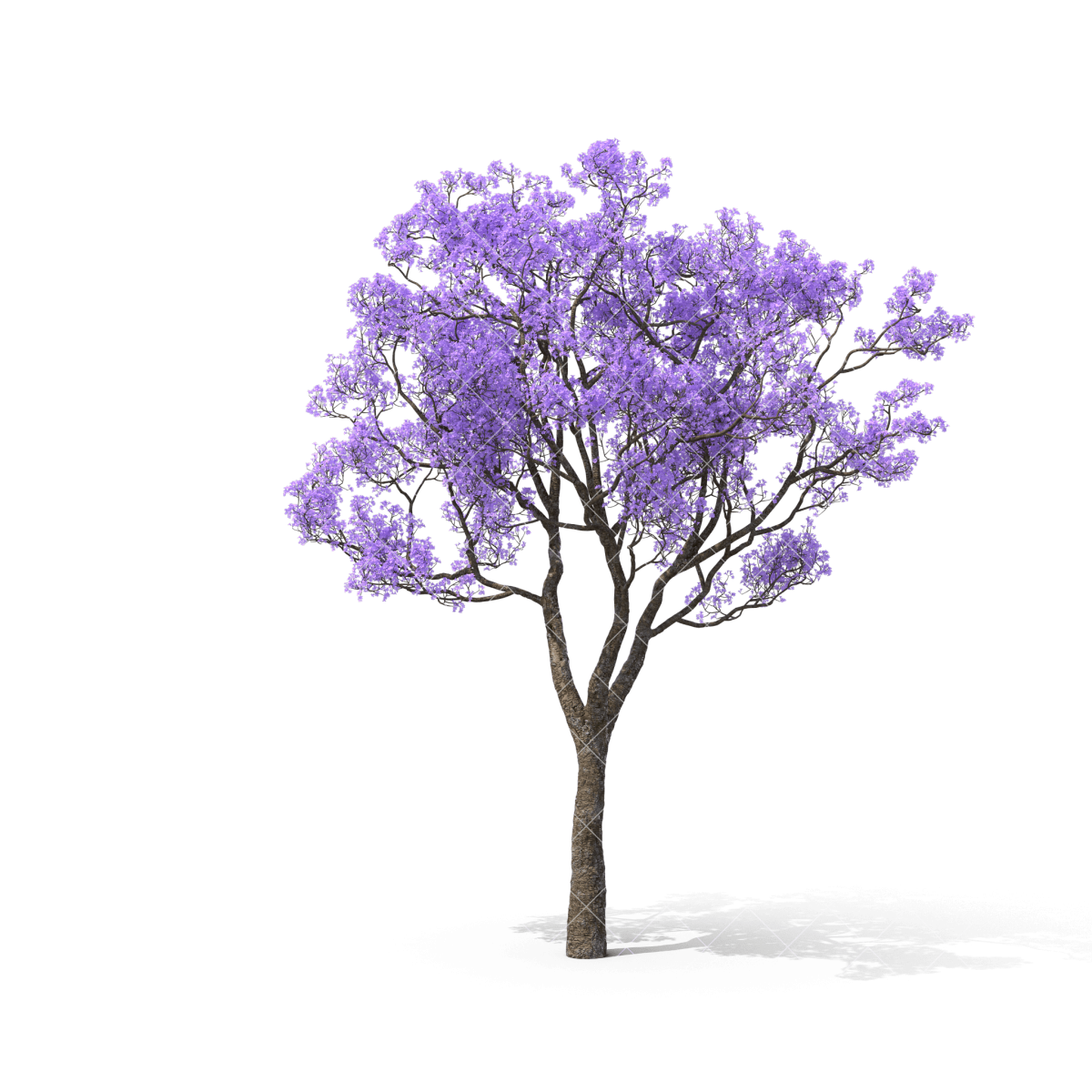 Павлония дерево