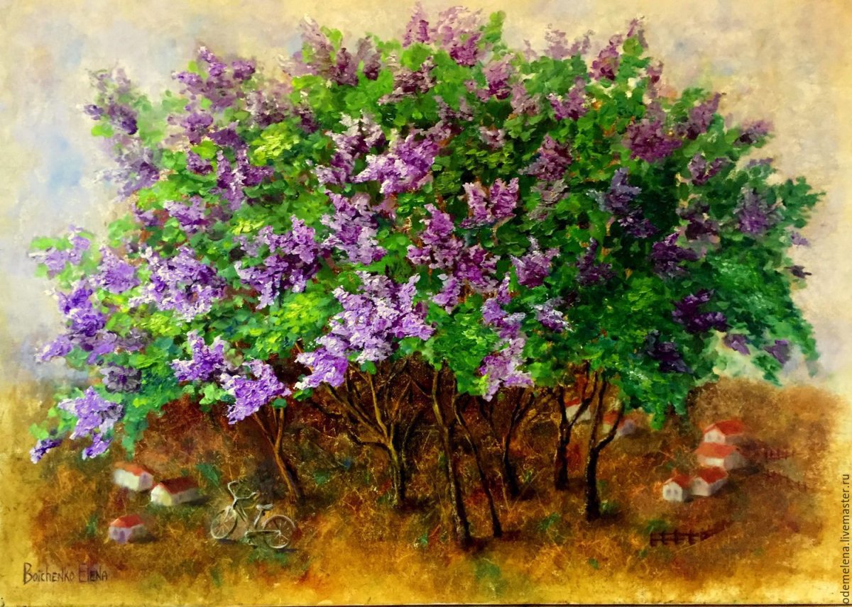 Гоген куст сирени