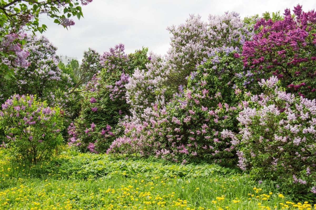 Куст сирени
