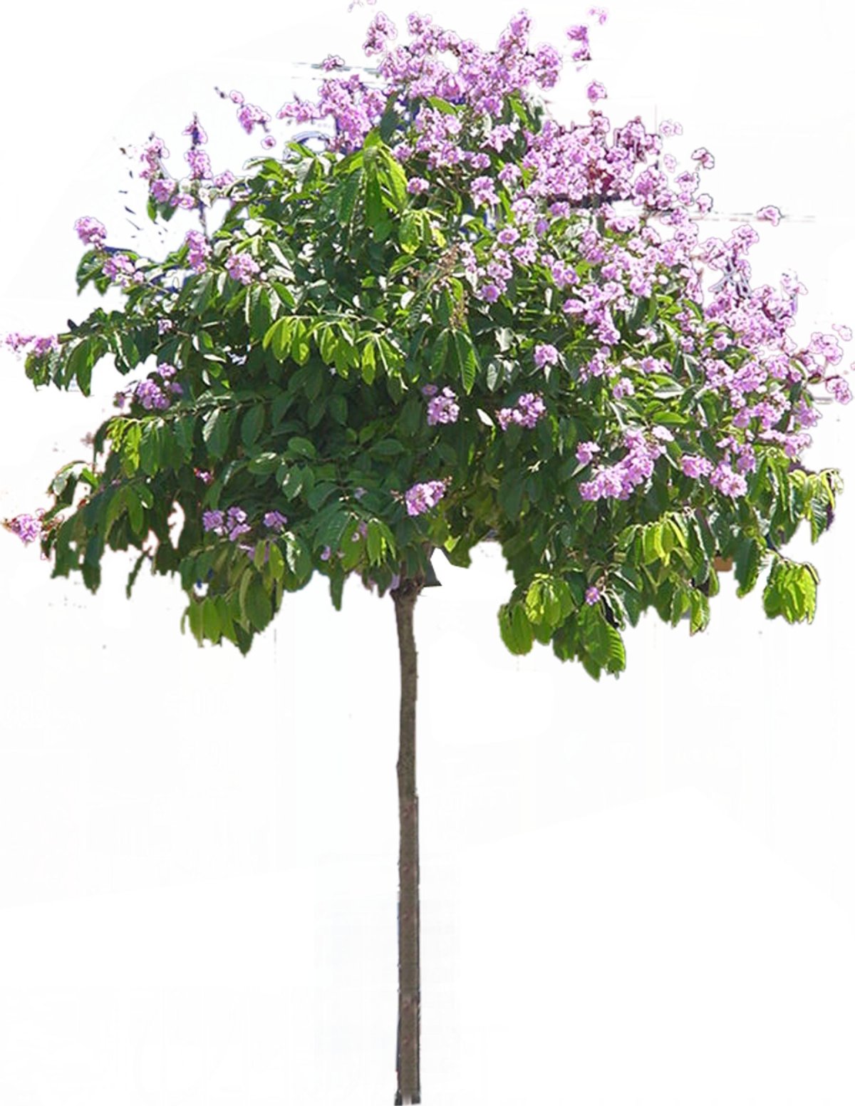 Кусты карандашом