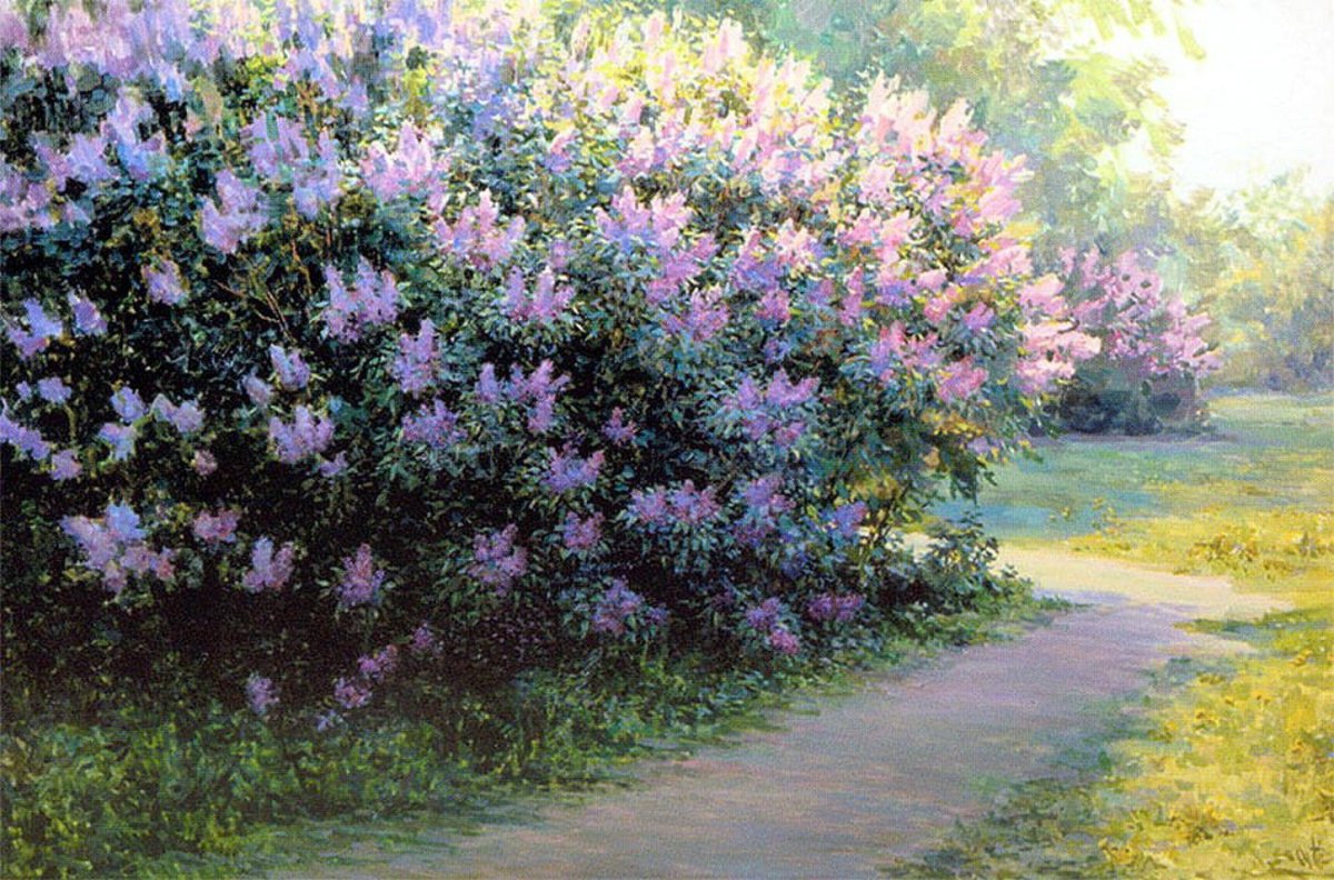 Сирень куст круглолистный