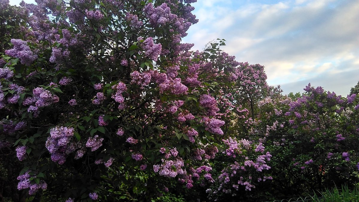 Сирень обыкновенная гербарий