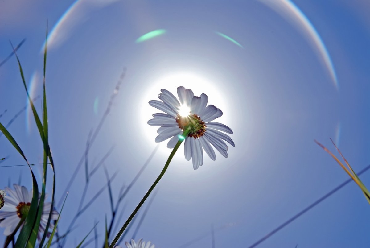 Ромашки в солнечных лучах