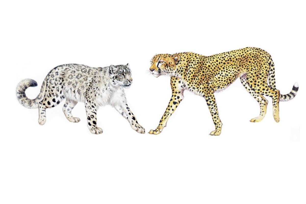 Переднеазиатский леопард