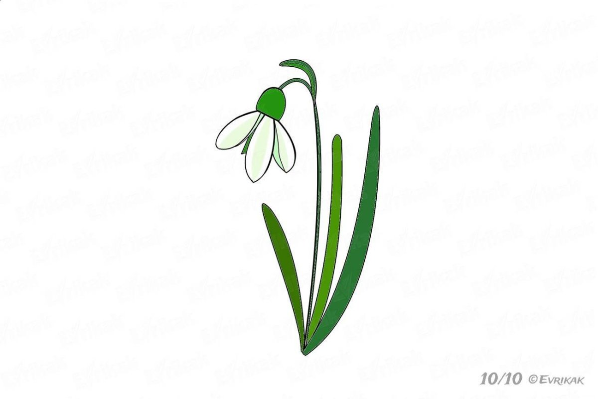 Подснежники для распечатки цветные