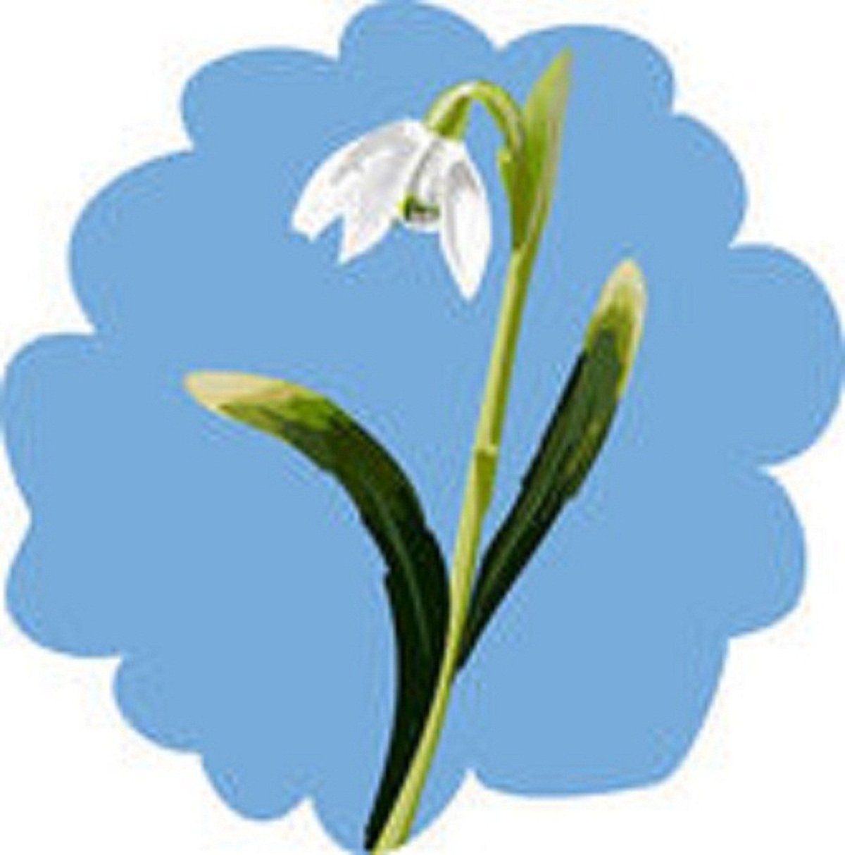 Подснежник для малышей на прозрачном фоне