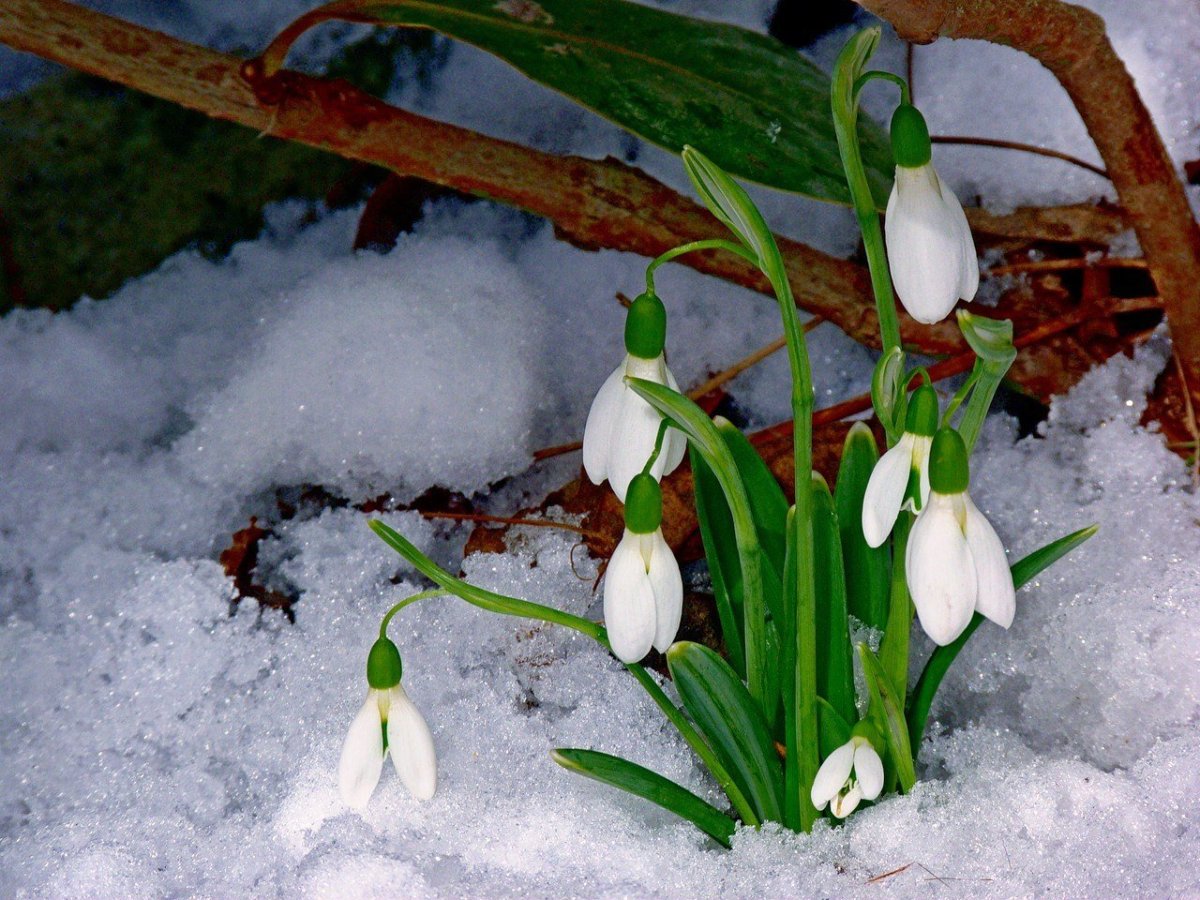 Группа Подснежник