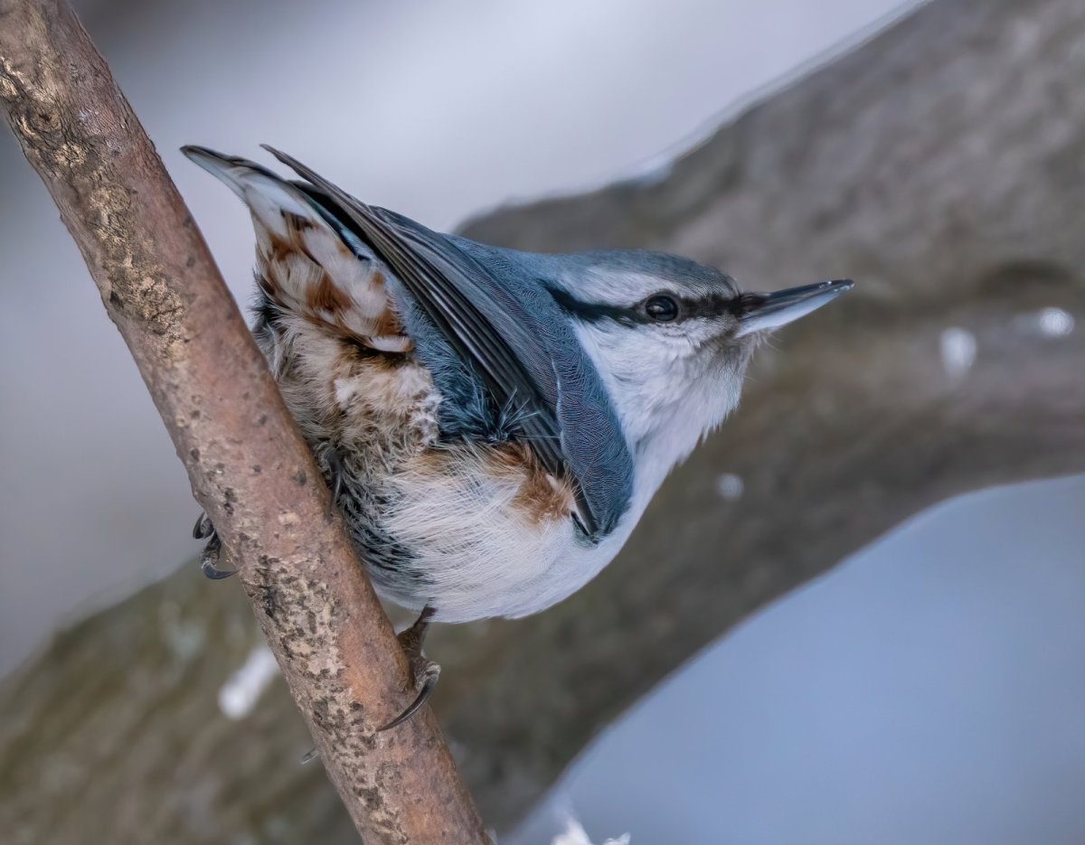 Белогрудый поползень