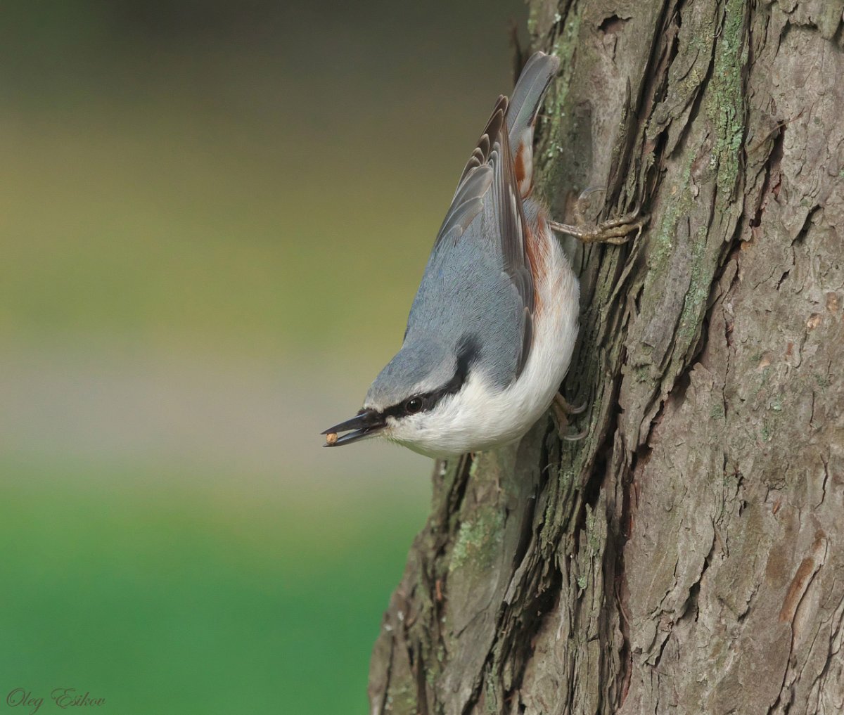 Поползень фото змея