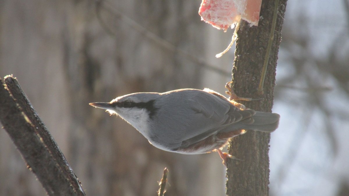 Обыкновенный поползень птицы