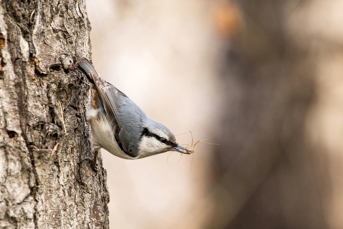Поползень в человеческой руке