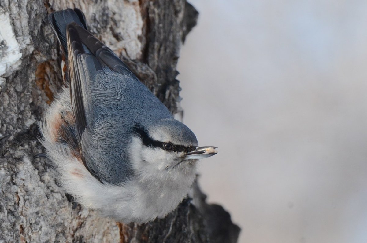 Евразийский поползень