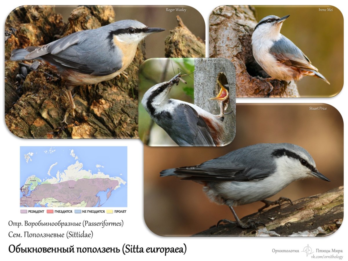 Евразийский поползень