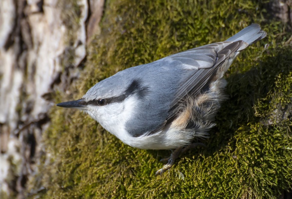 Поползень Зяблик Дрозд