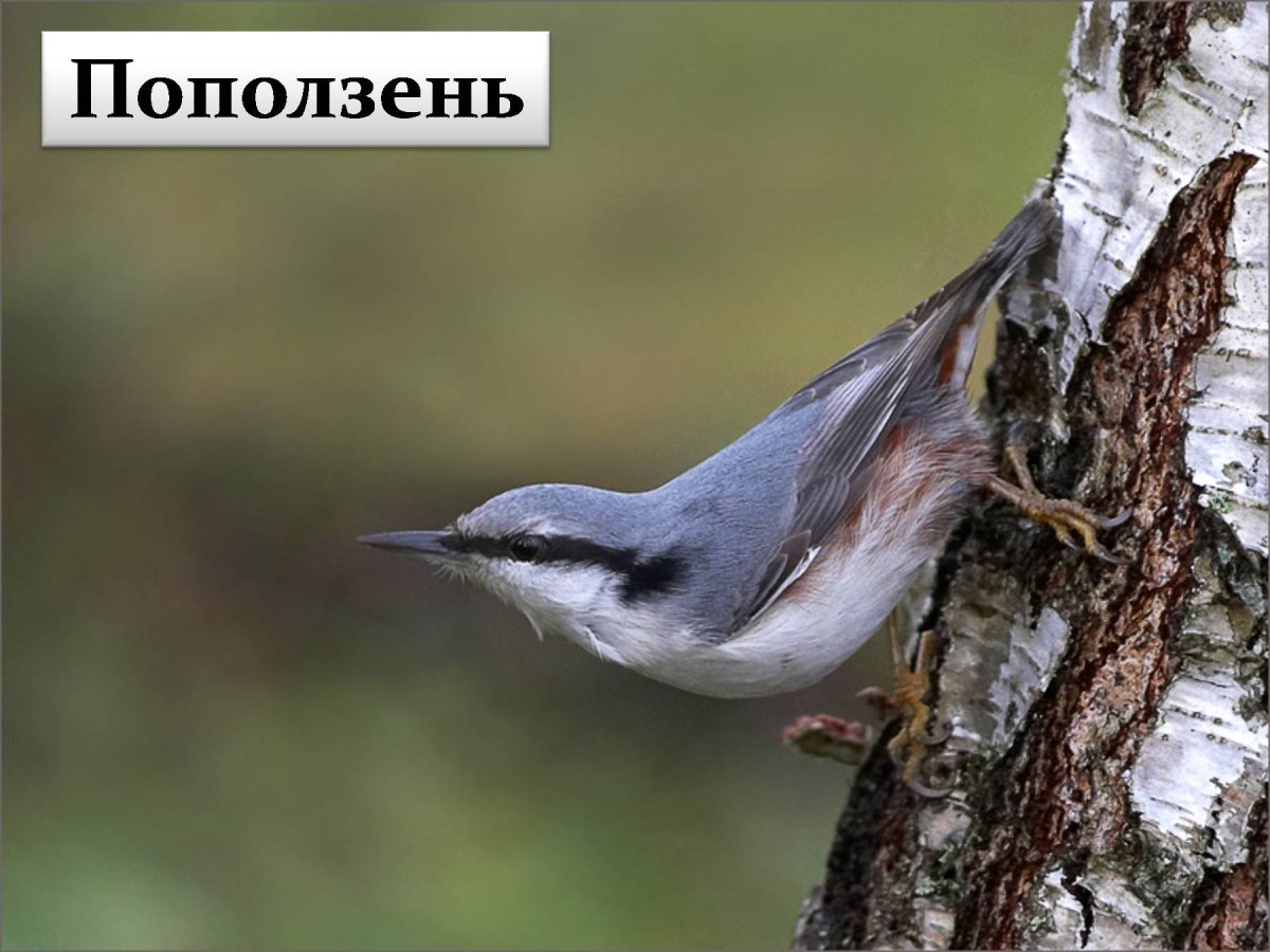 Обыкновенный поползень