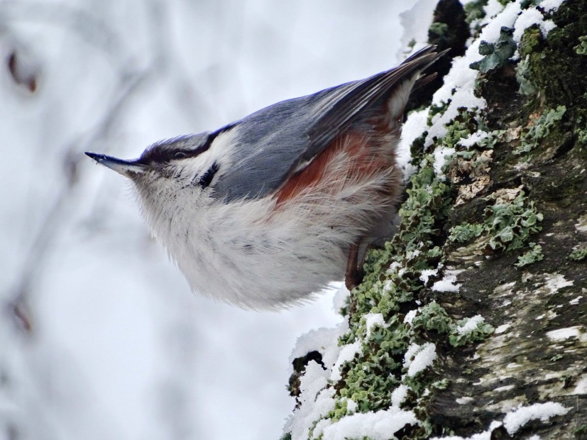 Каролинский поползень